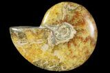 Polished, Agatized Ammonite (Cleoniceras) - Madagascar #119003-1
